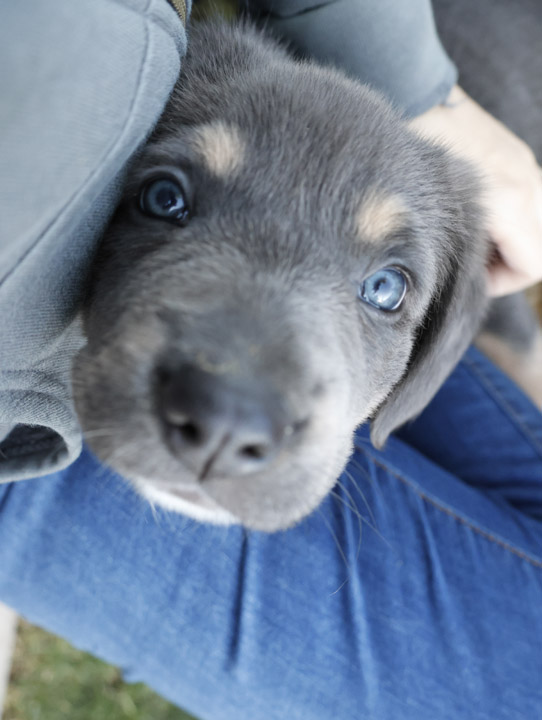 chinook dog